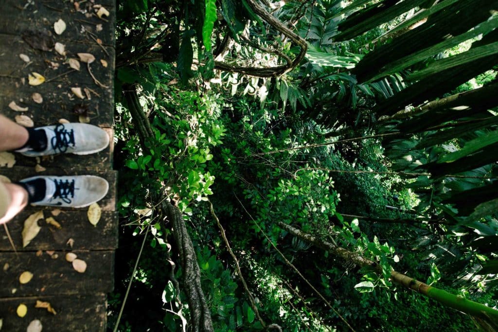 Person looking down to the forest floor