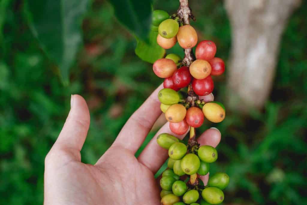 Grab a morning coffee while on your surf trip through Costa Rica direct from the source