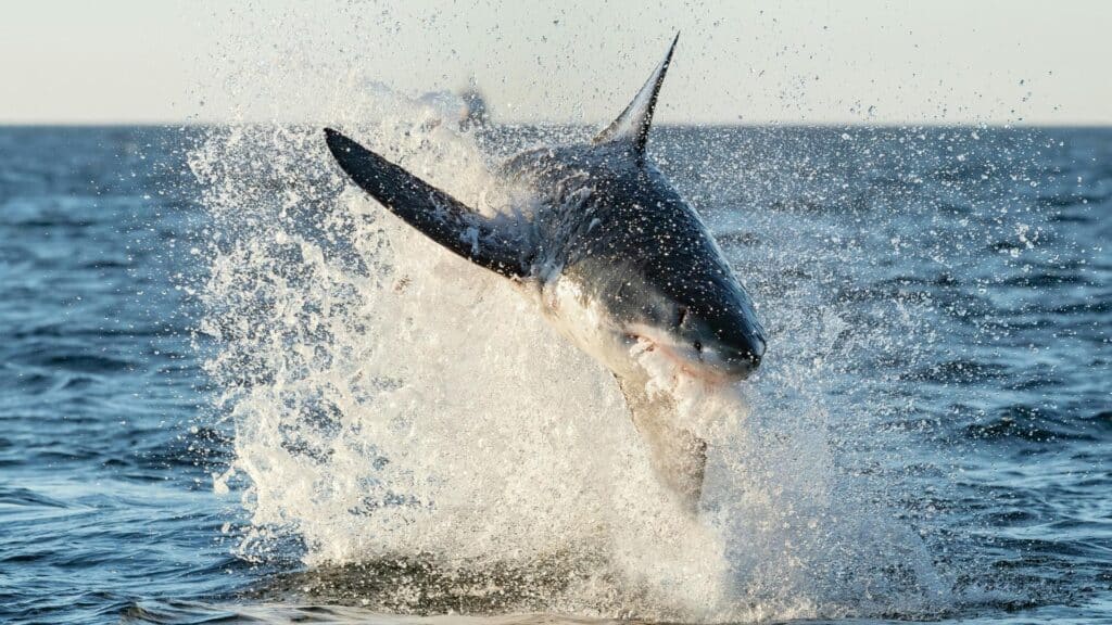 An image of a great white shark jumping out of the water