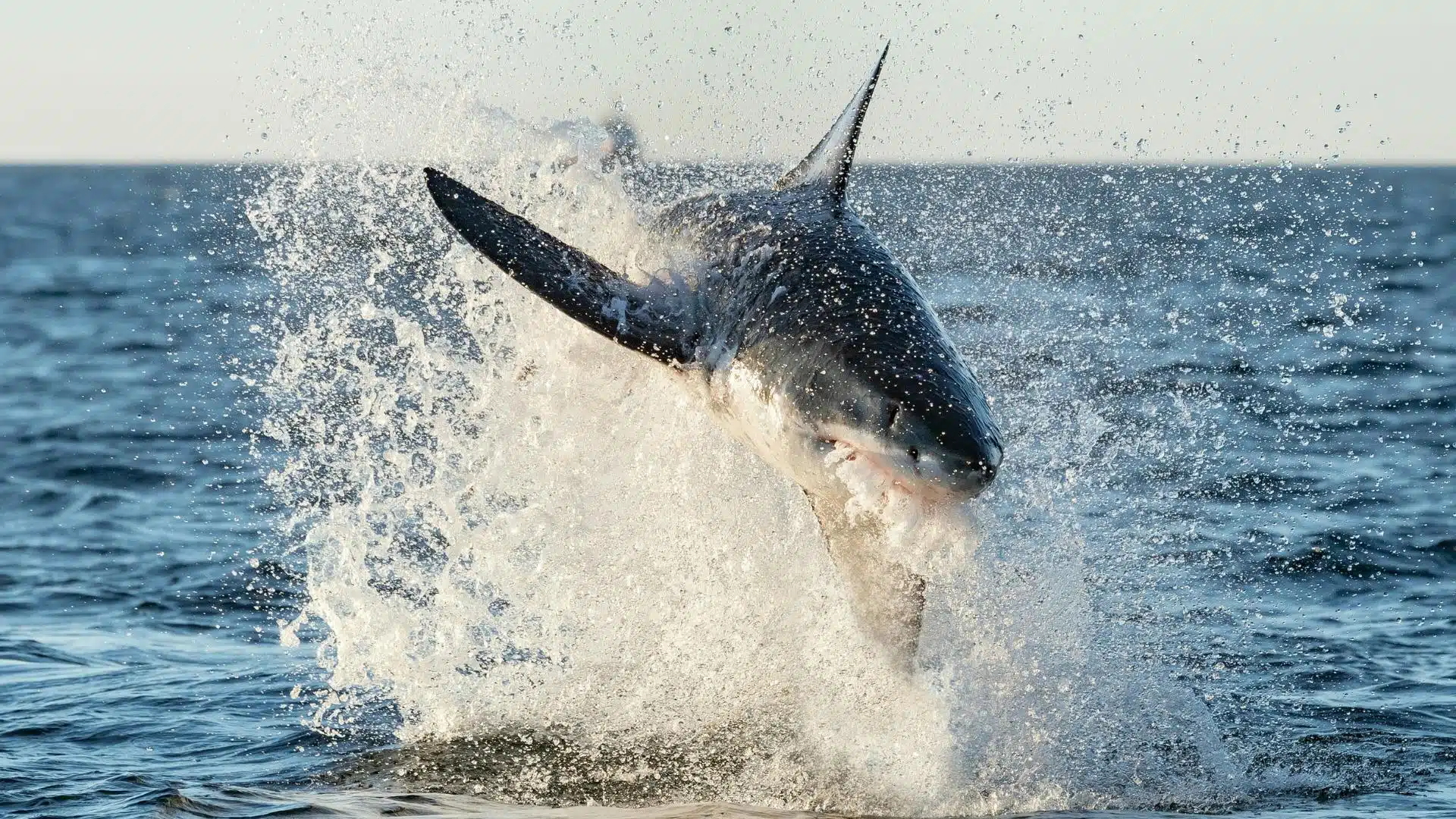 An image of a great white shark jumping out of the water