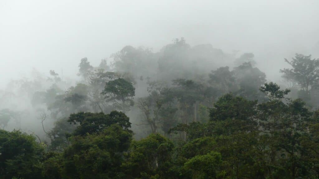 An image of a misty jungle in costa rica during a monsoon
