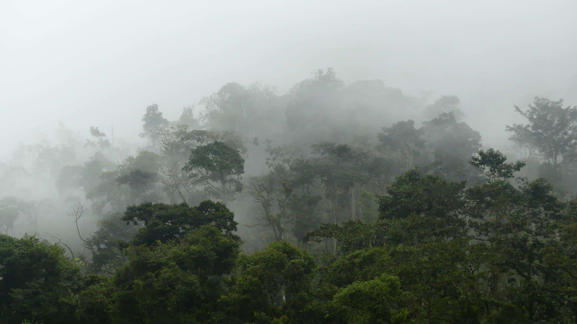 An image of a misty jungle in costa rica during a monsoon
