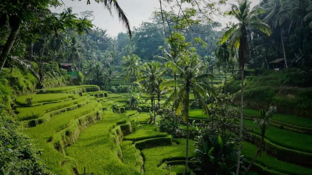 An image of the Tegallalang Rice Terraces in the north of Ubud, Bali