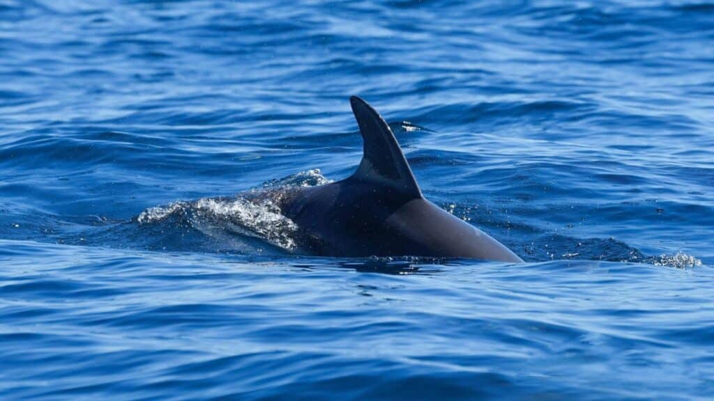 An image a shark swimming in the sea. The shark fin is sticking out of the water