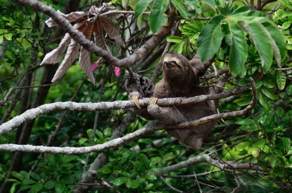 Sloth in a tree
