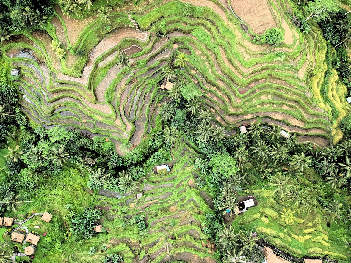 Aerial view of rice fields in Ubud